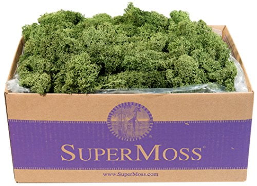 SuperMoss 25155 3lb Reindeer Moss Preserved Box Basil