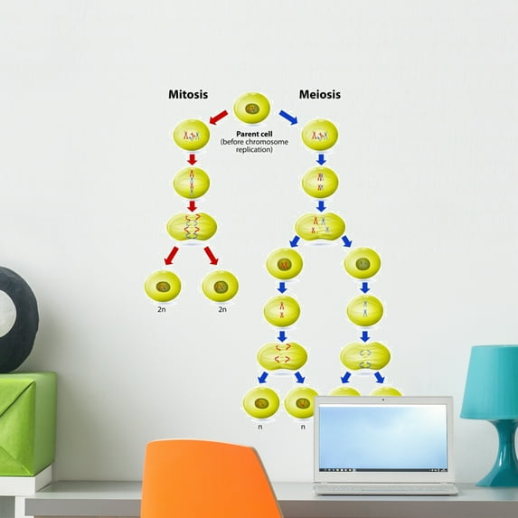 Meiosis Vs Mitosis Wall Decal by Wallmonkeys Peel and Stick Graphic (24 in H x 18 in W) WM126813