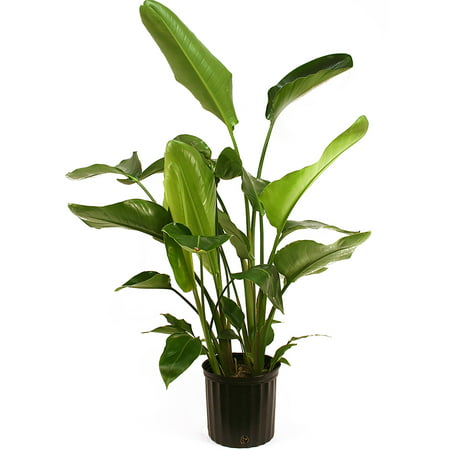 Delray Plants White Bird of Paradise (Strelitzia Nicolai) Easy To Grow Live House Plant, 10-inch Grower