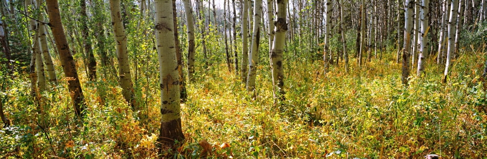 Aspen Grove At Two