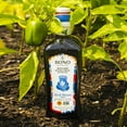 thumbnail image 3 of Bono Sicilian Certified PDO DEF29 Val Di Mazara Extra Virgin Olive Oil - 16.9 oz, 3 of 3