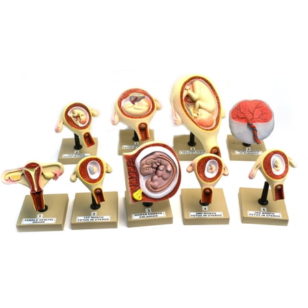 Eisco Labs Pregnancy Series - Embryonic/Fetal Development  Set of 9 Anatomical models price history on PriceWatchPro