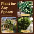 thumbnail image 6 of My Shelfie - White Fragrant Japanese Honeysuckle Vine, Starter Plant, Climbing Landscape Outdoor Garden Plant 2-Inch Pot, 1-Pack, 6 of 9