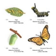 thumbnail image 4 of Vogacara Juego de figuras de crecimiento de insectos, insecto de plástico, huevo, gusano, capullo, modelo colectivo, figuritas, ciencia natural, escuela, Juguetes Educativos Vogacara FN010051-00, 4 of 6
