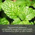 thumbnail image 2 of Peppermint Oil for Pain Relief, Aromatherapy Oil for Relaxation, 4 fl oz by Pure Body Naturals, 2 of 7