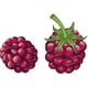 thumbnail image 3 of Pegatina decorativa para nevera de cocina con forma de fruta de dibujos animados de frambuesa linda Three Ratels CO22, 3 of 5