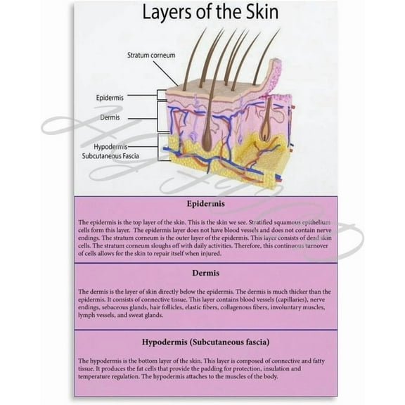 Skin Layers Guide Posters Canvas for Bedroom Living Room Decor