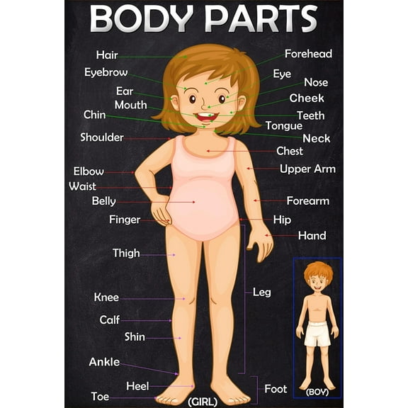 Kid's Body Parts  Posters  Educational Anatomy Charts, Classroom Decorations, Back to School Supplies, Science Learning Posters for Biology Class