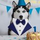 thumbnail image 5 of Diseño de cuello de bandana de esmoquin para perro mascota formal con pajarita de boda para perro para el cuello para cumpleaños Azul Salvador Collar de esmoquin para perros, 5 of 9