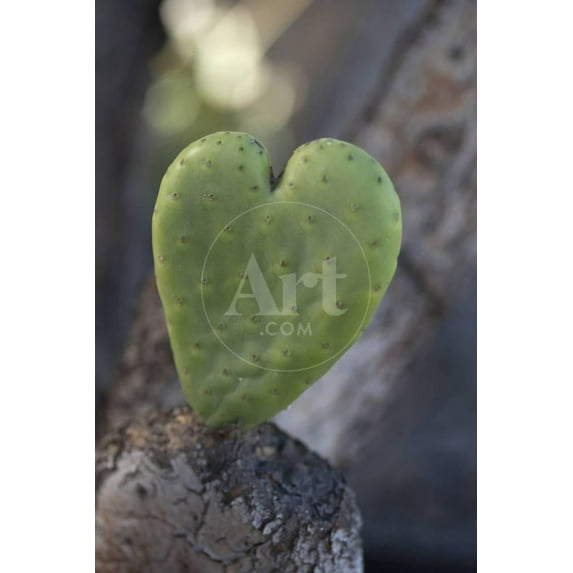 California HeartShaped Cactus, Unframed Photographic Print Wall Art by Jaynes Gallery Sold by Art.Com