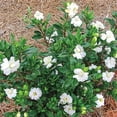 thumbnail image 5 of Double Mint Gardenia Live Flowering Shrub – 2 Gallon Potted Plant, Fragrant Double White Blooms, Evergreen Landscape Gardenia, 5 of 6