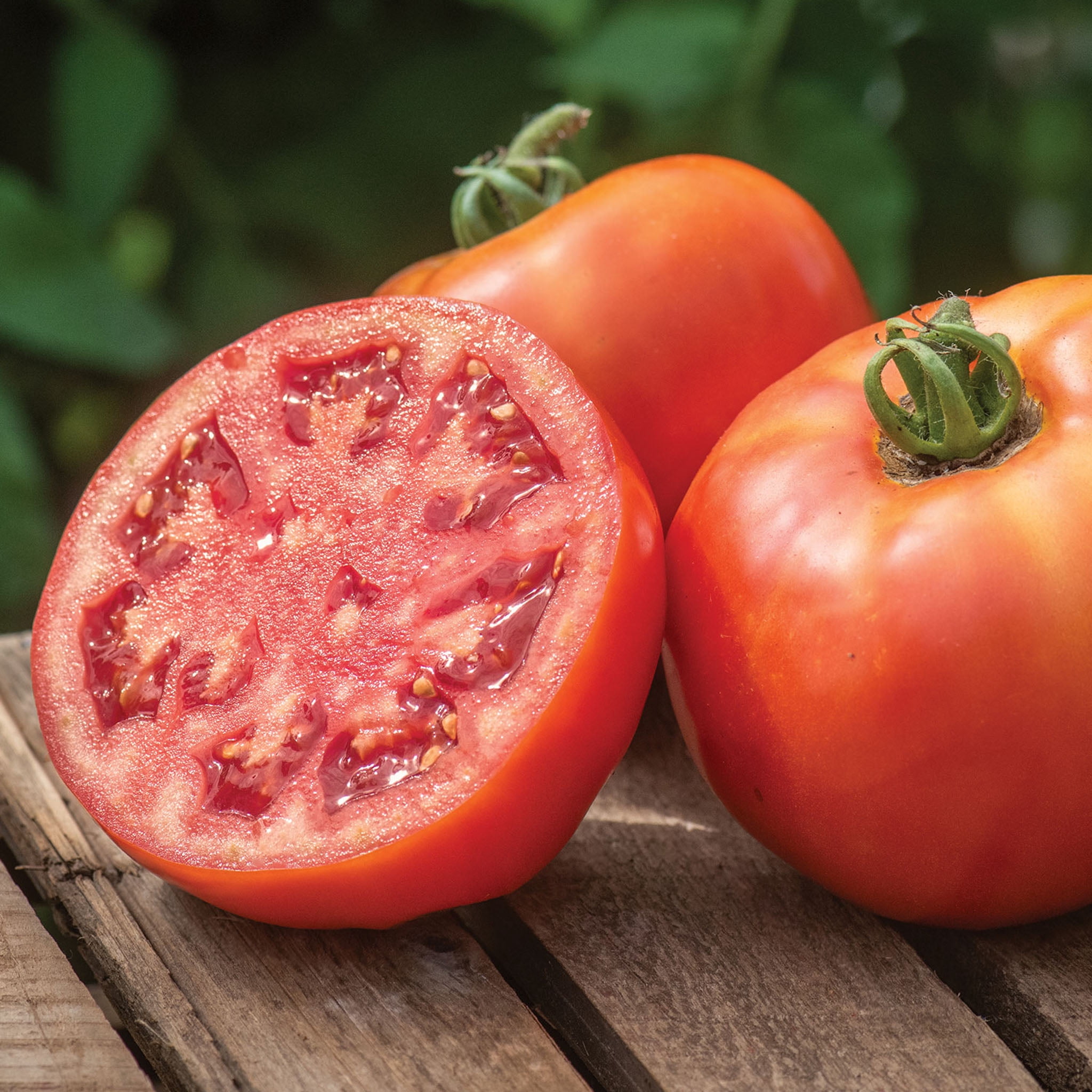 Burpee BushSteak Tomate hybride