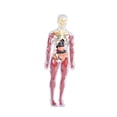 thumbnail image 4 of Siruishop 19Pcs Transparent Human Body Model Bodily Structure Figure for Classroom Teacher style A, 4 of 7