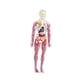 thumbnail image 4 of 19 piezas de modelo de estructura del cuerpo humano transparente, herramienta científica educativa, extraíble 3D estilo A, 4 of 7