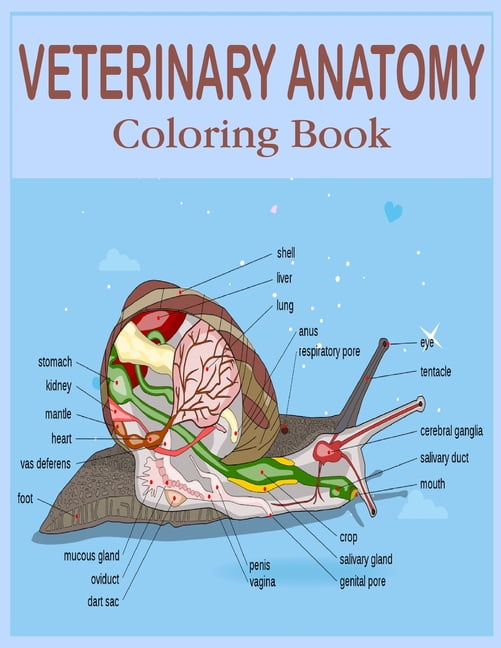 Veterinary Anatomy Coloring Book : The New Surprising Magnificent Learning Structure For Veterinary Anatomy Students .Vol-1 (Paperback) - Walmart.com - Walmart.com Veterinary Anatomy Coloring Book : The New Surprising Magnificent Learning Structure For Veterinary Anatomy Students .Vol-1 (Paperback) - Walmart.com - Walmart.com