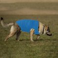 thumbnail image 4 of CICRKHB Dog Vest Dog Cat Pet Vest Cute Style Summer Breathable Leisure Pet Thin Clothing Pet Supplies Blue, 4 of 4