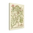 thumbnail image 2 of Trademark Fine Art Floral Canvas Art ' Weinmanns Garden I ' by Johann Weinmann, 2 of 4