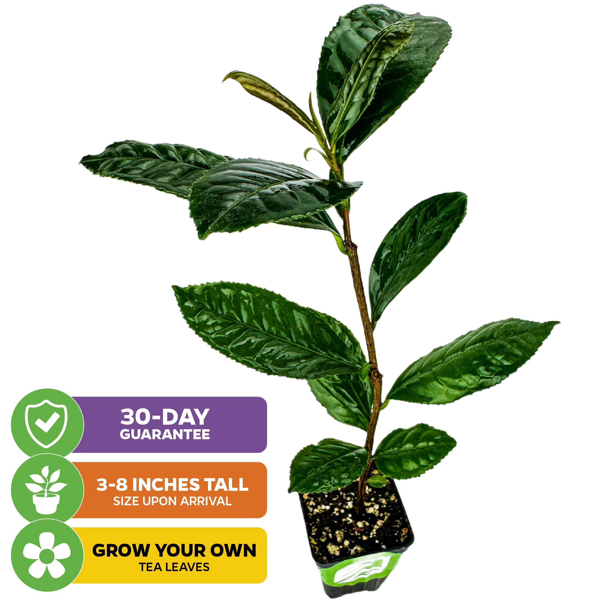 (2-Pack)  Tea Plant (Green Tea) Live Plant - Camellia sinensis by Wellspring Gardens Starter Plant for Your Indoor or Outdoor Garden