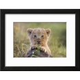 thumbnail image 2 of Lion Cub, Animals Framed Art Print Wall Art Sold by Art.Com, 2 of 6