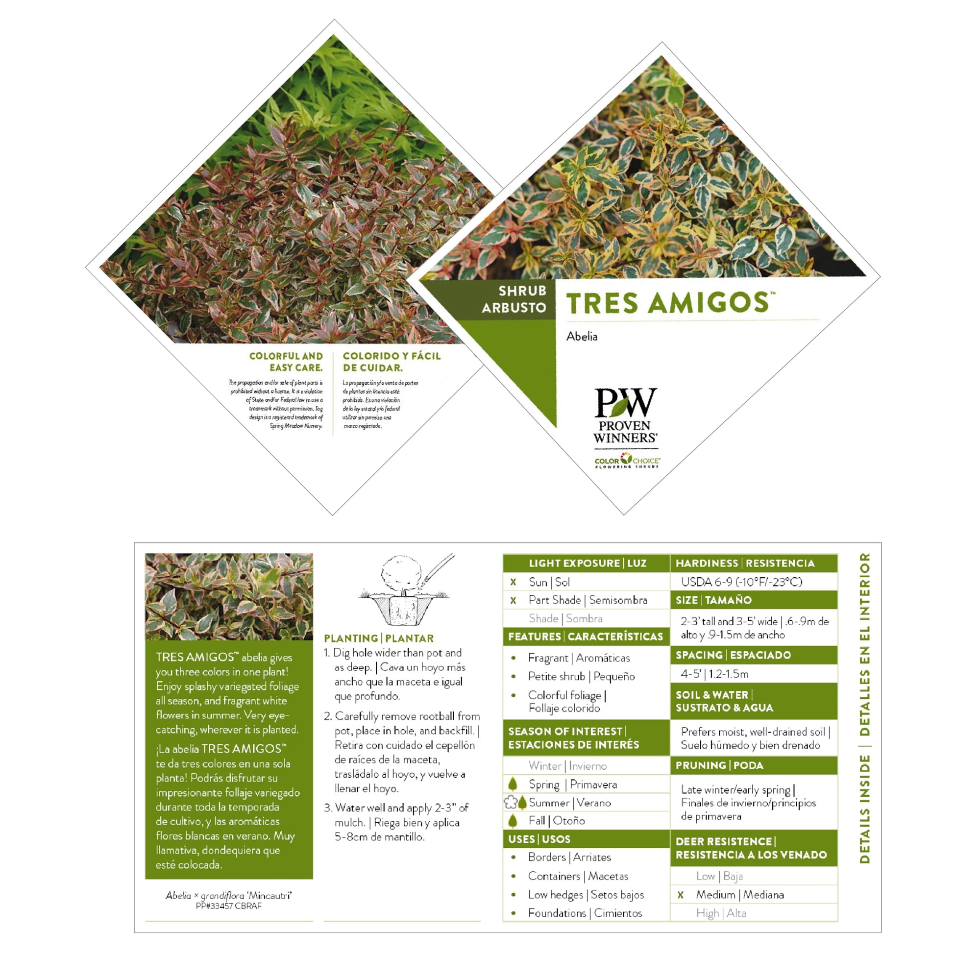 Proven Winners ColorChoice Tres Amigos Abelia Live Shrub (2 Gallon)