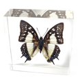 thumbnail image 2 of Ed Speldy East BF03 Butterfly Paperweight - Common Nawab, 2 of 3