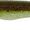 Chicken On A Chain, variant on Bass Assassin Saltwater Sea Shad 4'' -Chicken on a Chain 10pk