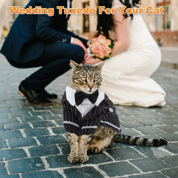 tuxedo traje gato