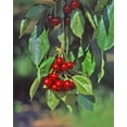 thumbnail image 2 of Terrill, Steve 20x24 White Modern Wood Framed Museum Art Print Titled - Oregon, Mosier Cherries hanging in tree, 2 of 4