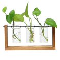 thumbnail image 1 of Florero transparente con marco de madera para planta hidropónica de terrario kaili Sencillez, 1 of 2