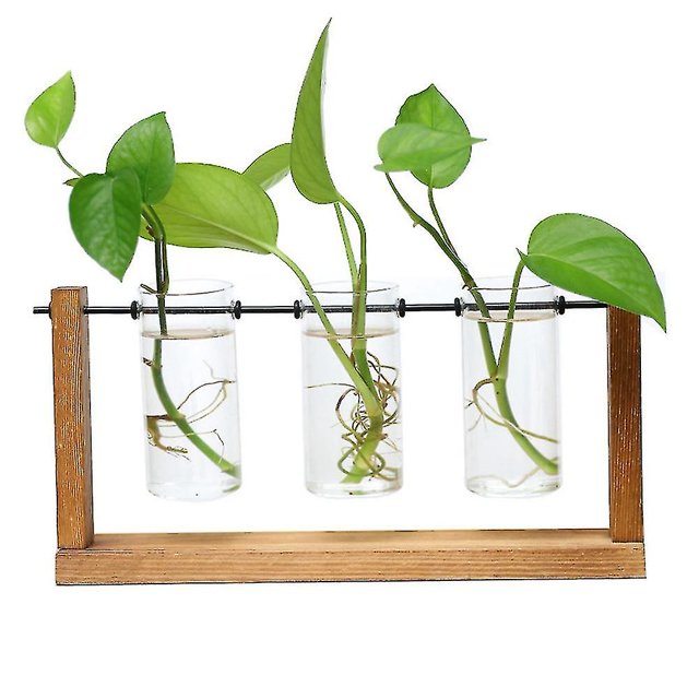 Florero transparente con marco de madera para planta hidropónica de terrario kaili Sencillez