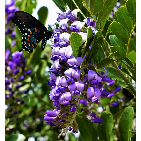 10 TEXAS Mountain LAUREL Sophora Secundiflora Mescal Tree Purple Flower Seeds