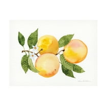 Trademark Fine Art 'Citrus Garden III' Canvas Art by Kathleen Parr McKenna