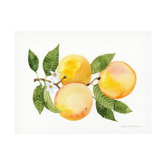 Trademark Fine Art 'Citrus Garden III' Canvas Art by Kathleen Parr McKenna