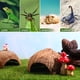 thumbnail image 3 of POPETPOP 2 Piezas de Cáscara de Coco, Cabaña Natural, Escondites de Reptiles, Cueva de Reptiles para Lagarto, Araña, Caracol, Cangrejo Ermitaño, 3 of 6