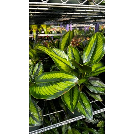 Beauty Star Prayer Plant–Calathea ornata–Air Purifying Indoor Plant  6" Pot
