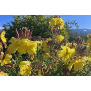 Plant Good Seed Large Flowered / Magic Evening Primrose Seed Packet Perennial Yellow Flower Full Sun