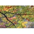 thumbnail image 2 of Rotenberg, Nancy 24x17 Gold Ornate Wood Framed with Double Matting Museum Art Print Titled - USA, Northeast, Branch of fall foliage, 2 of 4