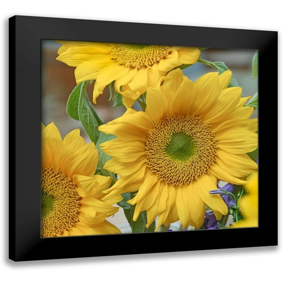 Fitzharris, Tim 13x12 Black Modern Framed Museum Art Print Titled - Sunflowers