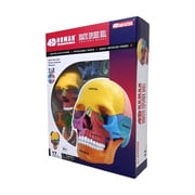 4D Master 4D Human Anatomy - Didactic Exploded Skull Anatomy Model