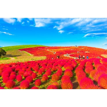 50 Red Kochia Seeds - Grow Exotic Mexican Fire Plant - Summer Cypress