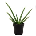 thumbnail image 1 of Organic Aloe Vera, 1 of 3