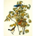 thumbnail image 2 of Blue Grosbeak Poster Print by John James Audubon (22 x 28), 2 of 2