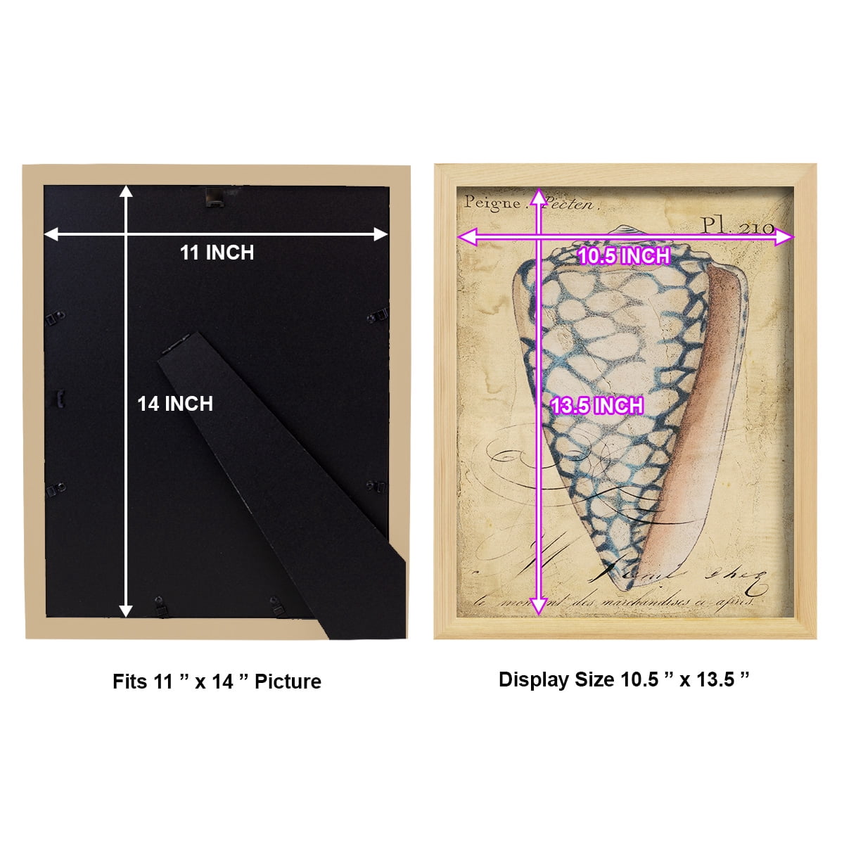 Seashell Ephemera IV - Framed Print w/glass - Natural Wood
