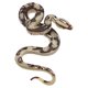 thumbnail image 2 of Modelo de simulación de serpiente de juguete, pequeña serpiente realista, juguete de Halloween, broma espeluznante y engañosa., 2 of 5