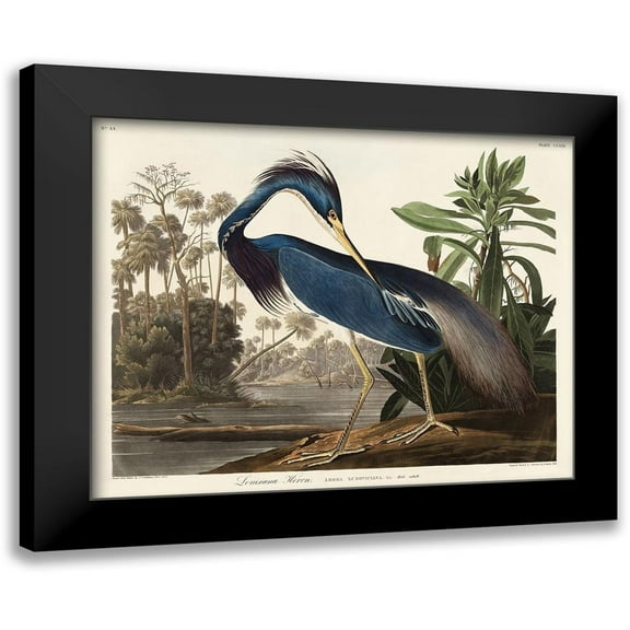 Audubon, John James 14x12 Black Modern Framed Museum Art Print Titled - Louisiana Heron