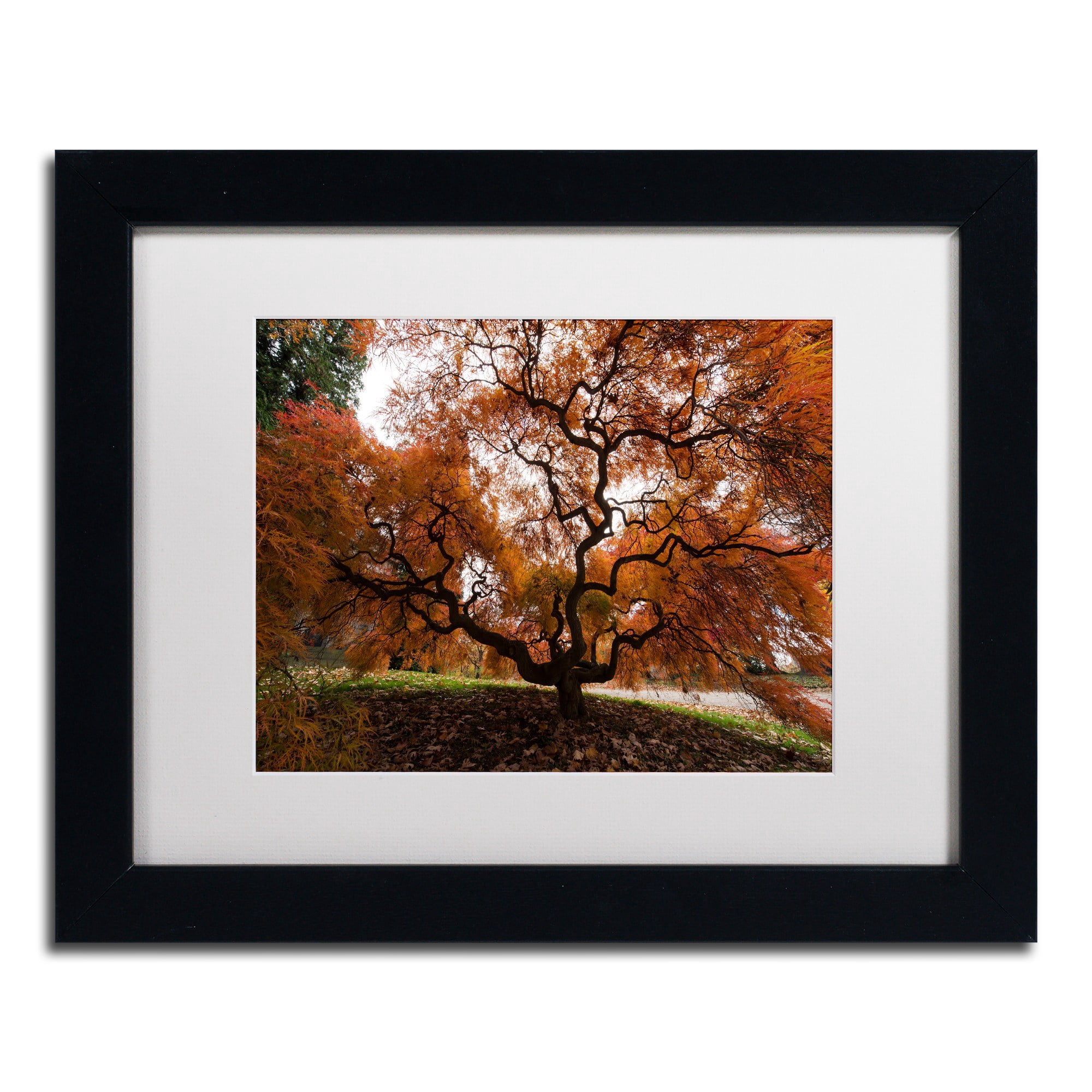 Trademark Fine Art "Autumn Japanese Maple Tree" Canvas Art by Kurt Shaffer, White Matte, Black Frame