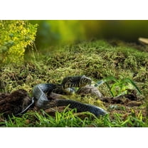 Sphagnum Moss for Reptiles - Terrarium Moss Green Dried Peat Moss Habitat Bedding for Snakes Turtle Frog Gecko and Other Reptiles Substrate