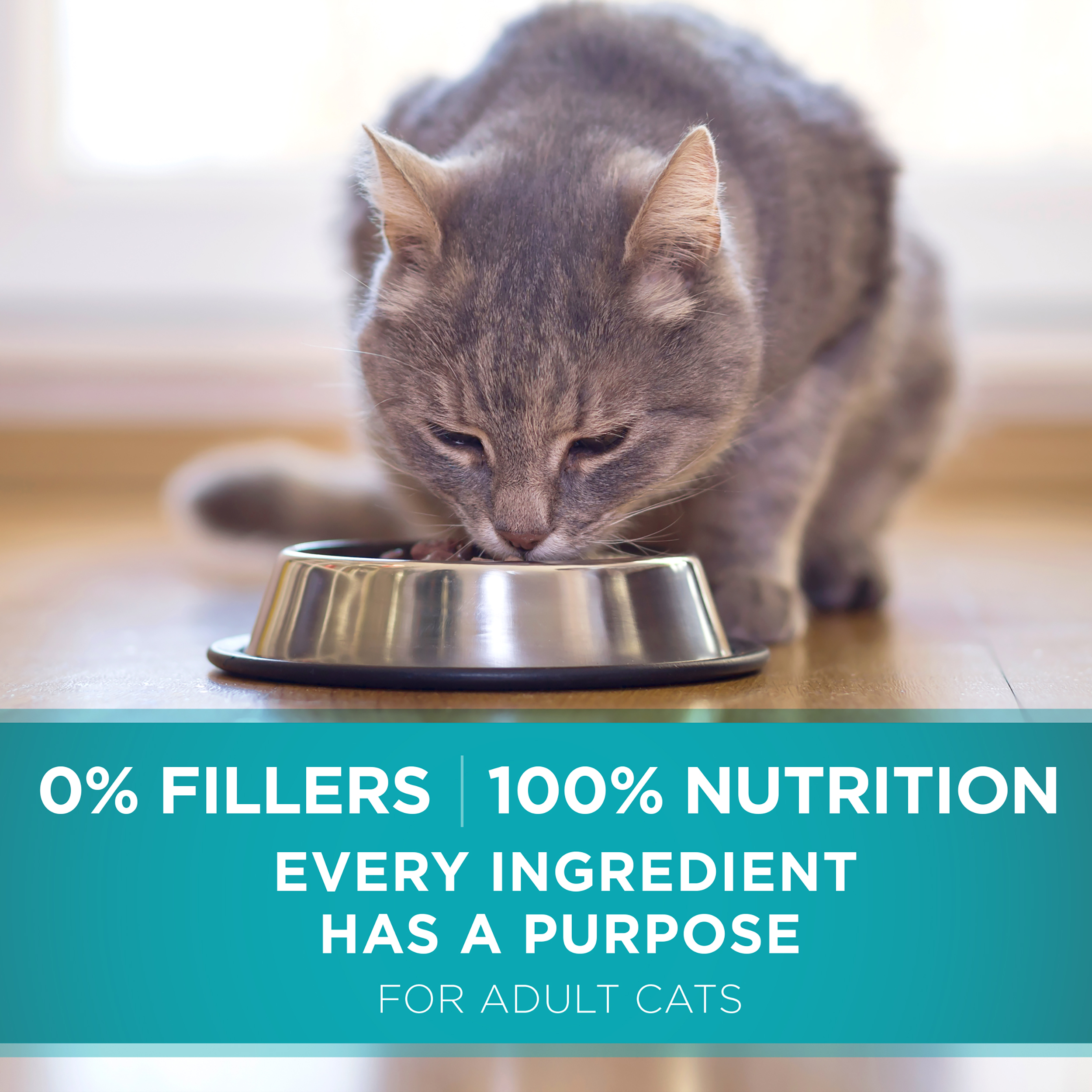 purina one cat salmon