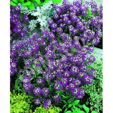 25 Purple Alyssum Seeds