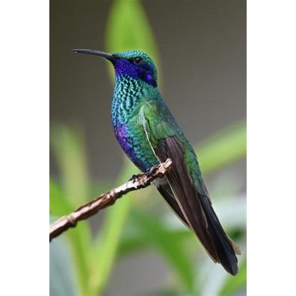 Hummingbird: Hummingbirds Are Birds Native to the Americas and Constitute the Biological Family Trochilidae.